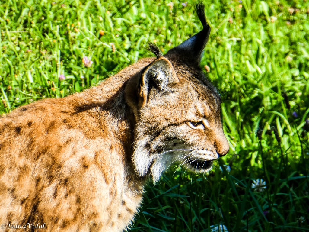 LINCE IBRICO