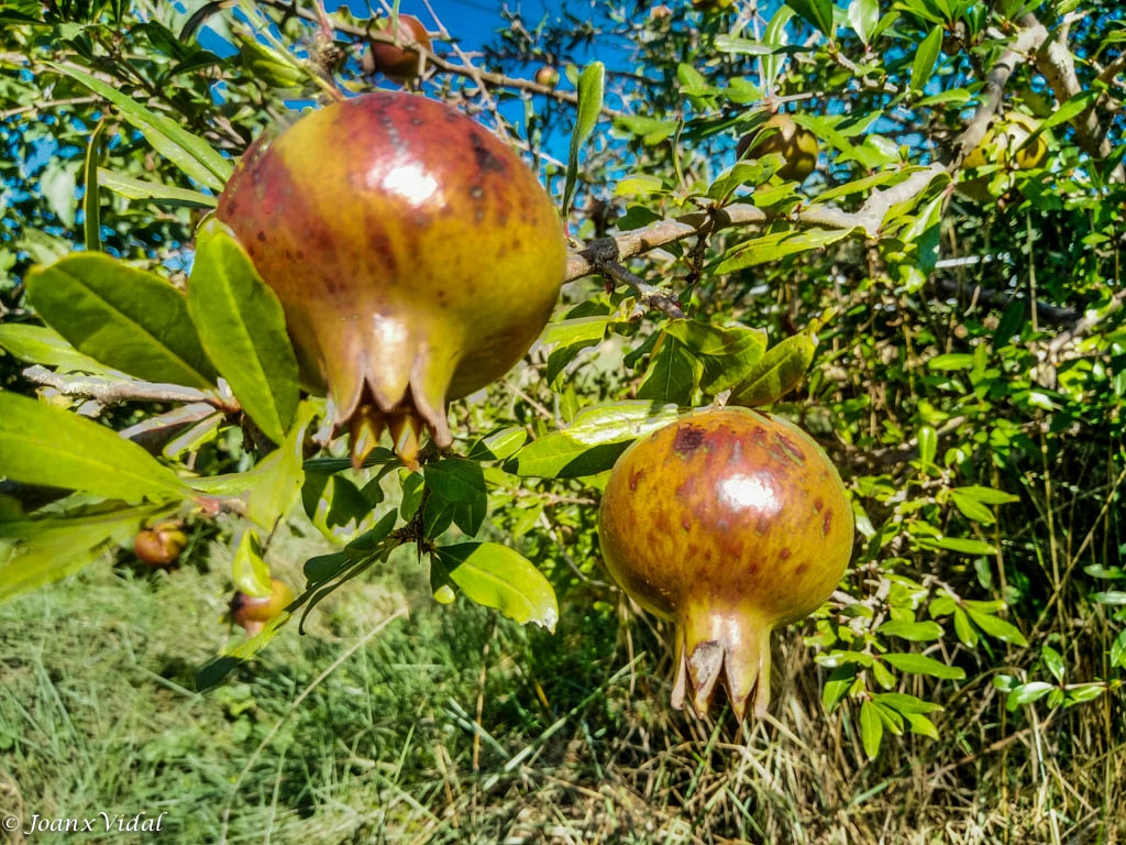 MAGRANA FRUITA DE TARDOR