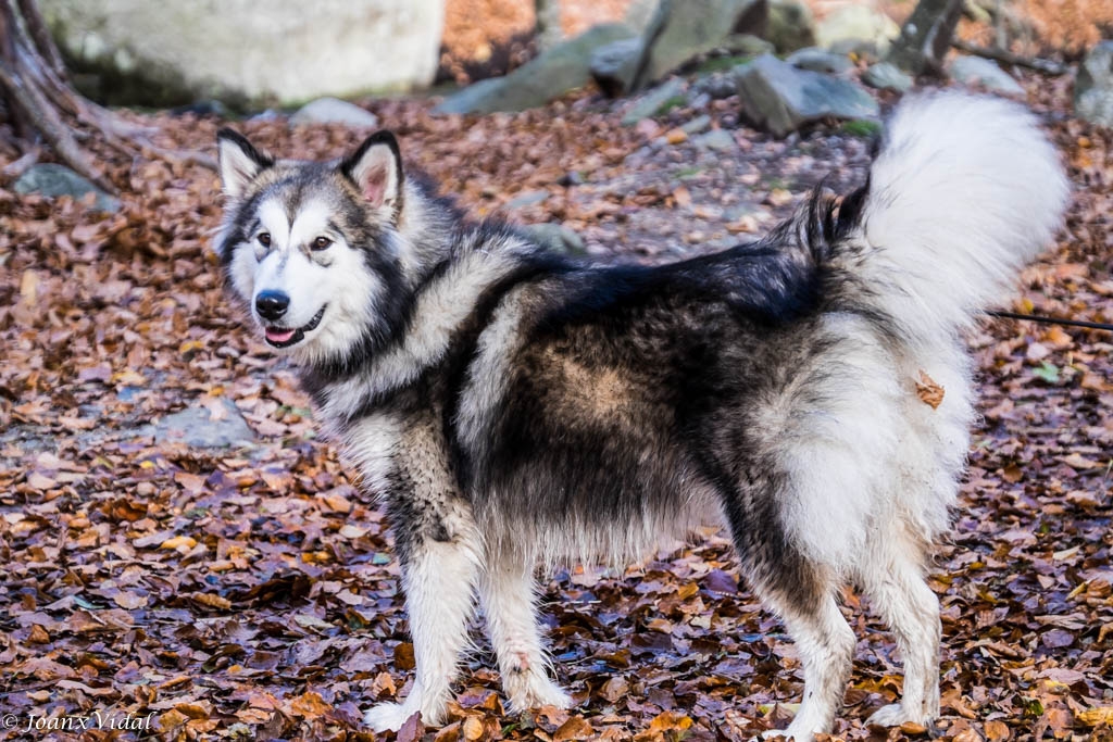 HUSKY SIBERIANO