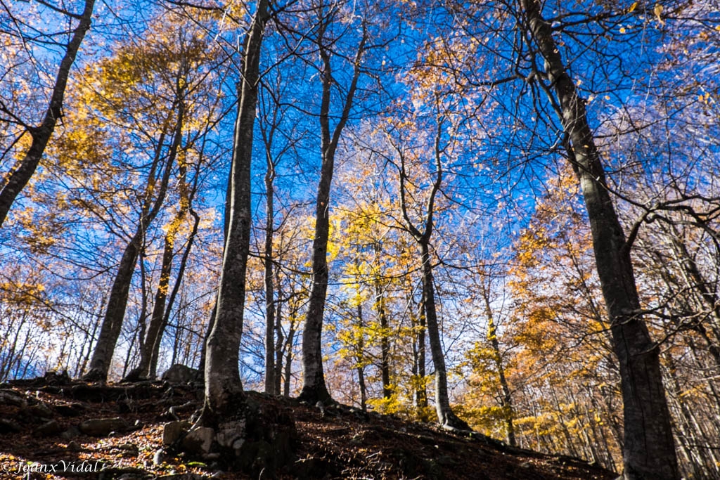 TARDOR AL MONTSENY