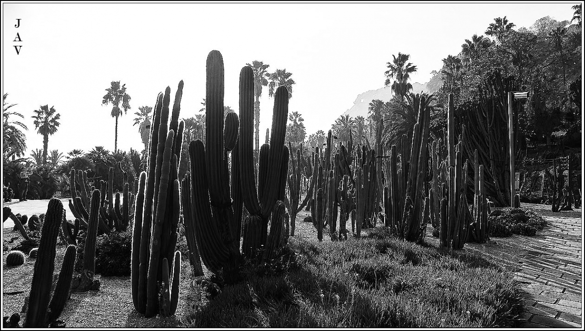 Jardins del Mosn costa y Llobera. 46