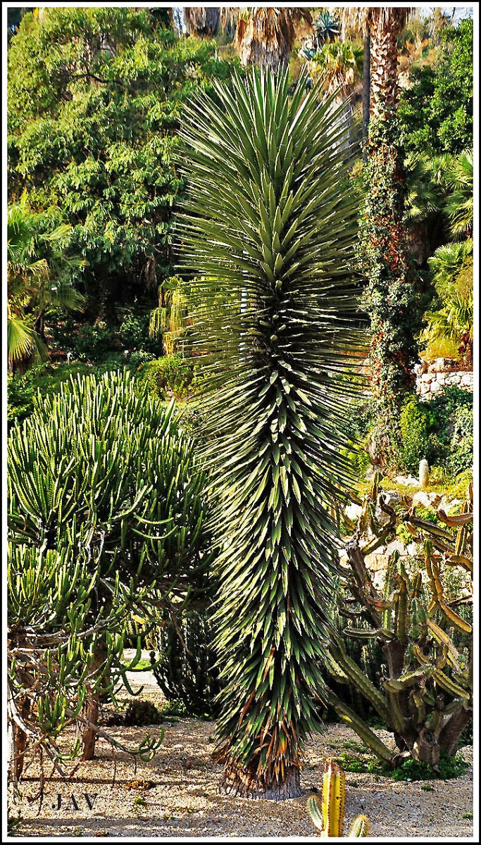 Jardins del Mosn Costa i LLobera. 47