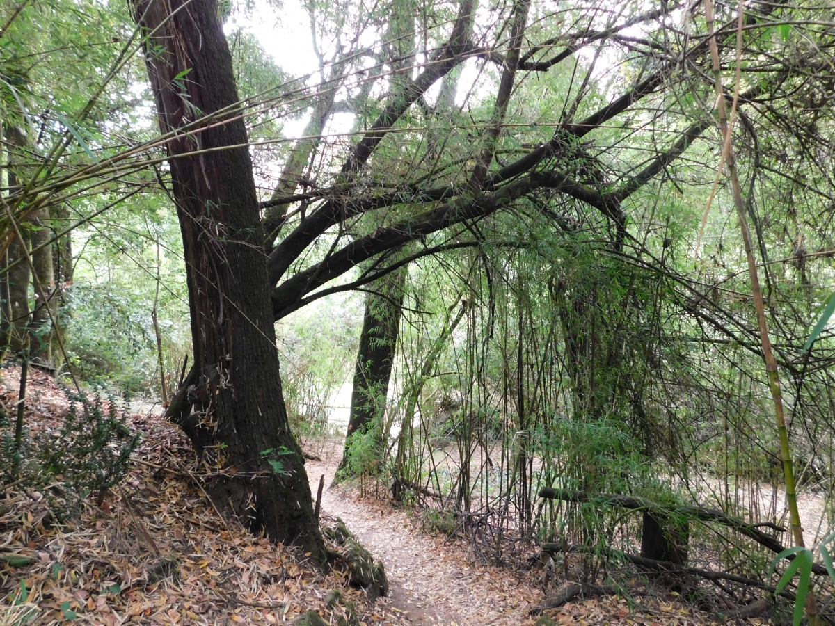 Sendero entre la naturaleza, hermoso y refrescante