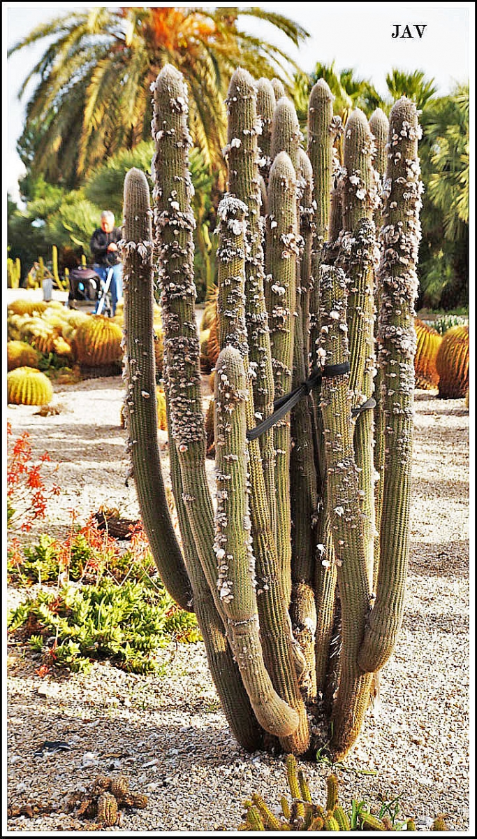 Jardins del Mosn Costa y Llobera. 53