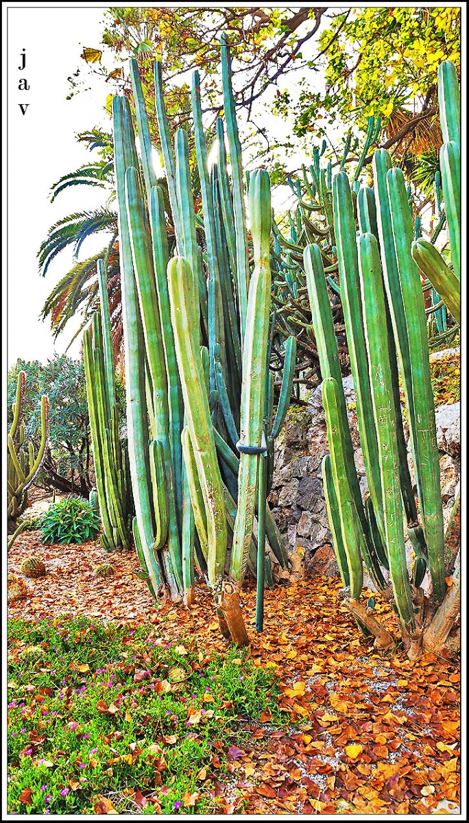 Jardines del Mossn Costa y Llobera. 58