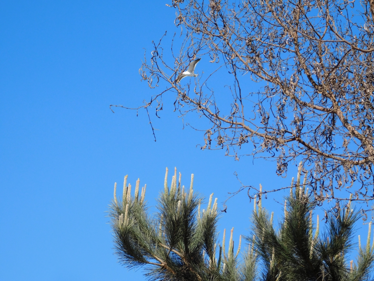 Una mezcla de rboles con un azul radiante y una gaviota revoloteando por ah jajajajjajjajaj