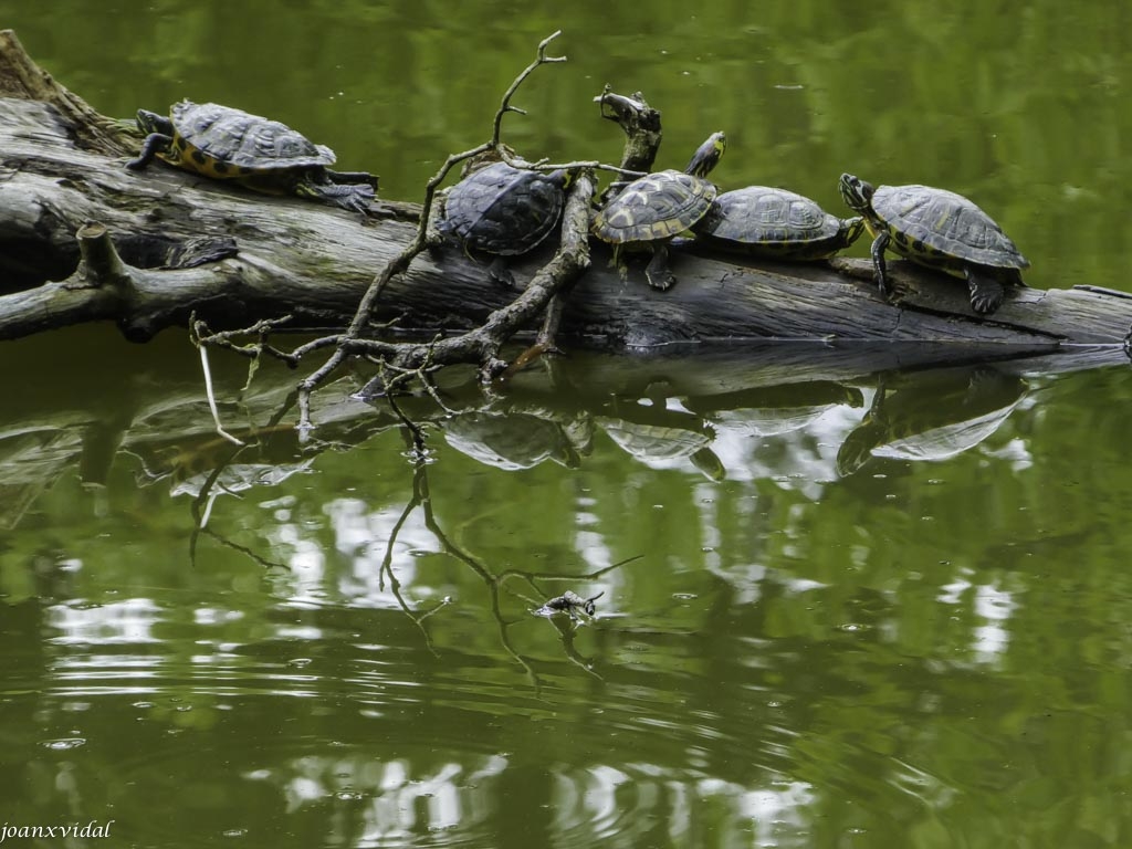 REUNIN DE TORTUGAS