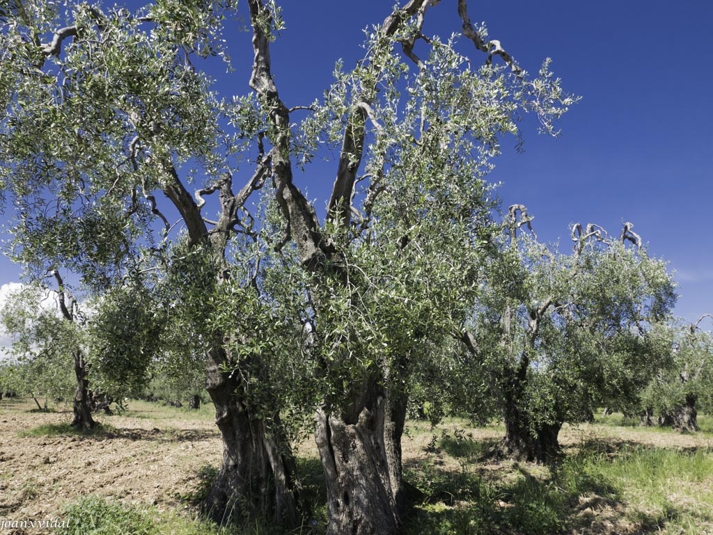 OLIVERES CENTENRIES