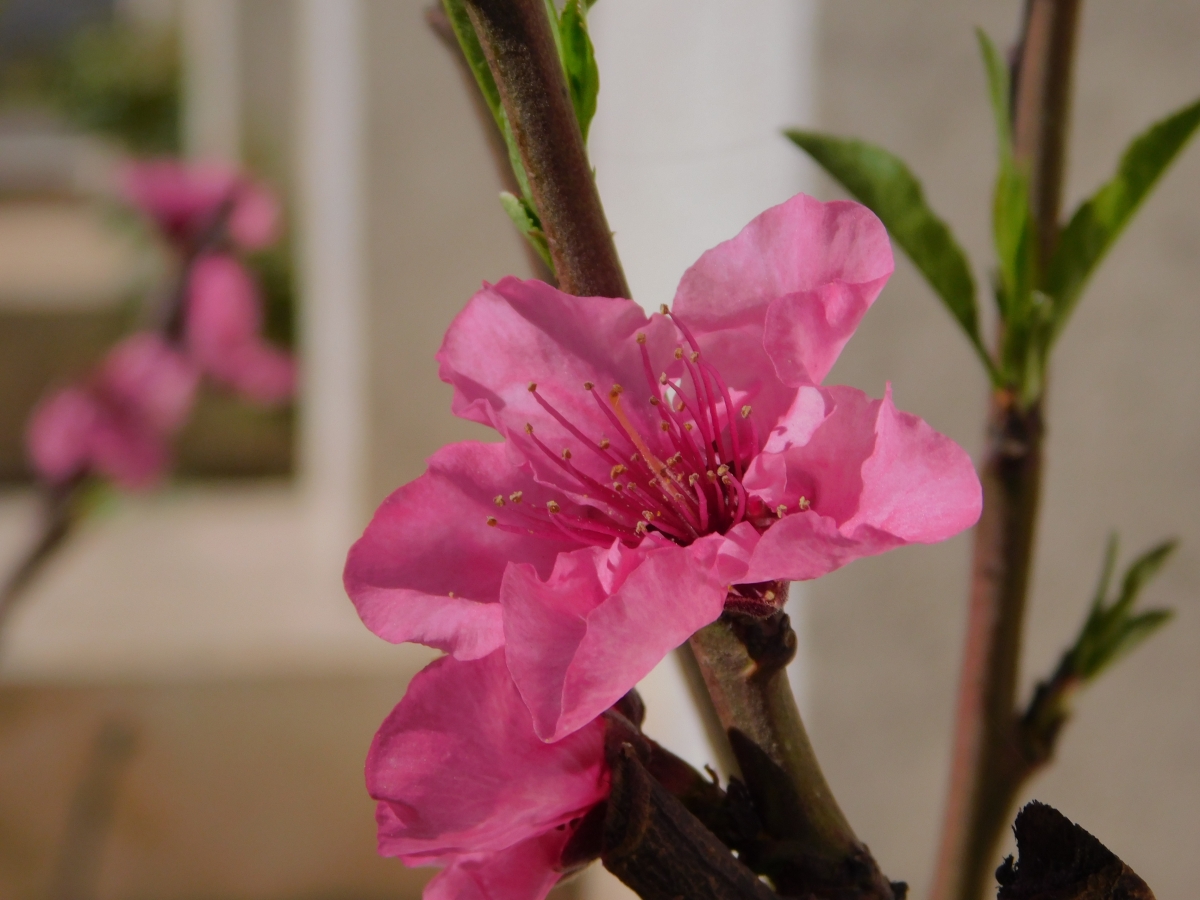 El durazno en sus primeros brotes y flores, que hermosura