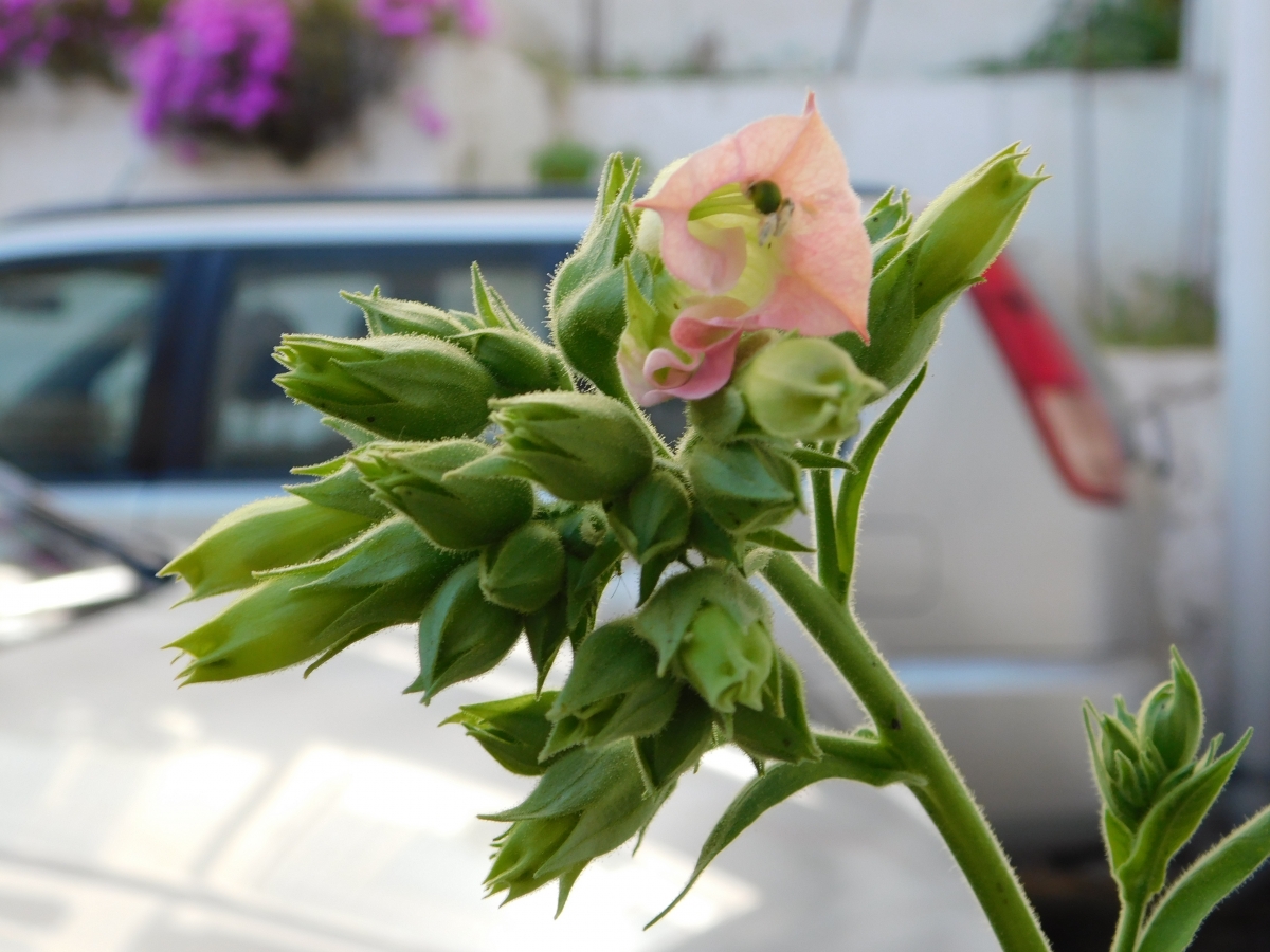 De a poco voy iluminando el lugar con mis hermosas flores, despus me convierto en una rica y jugosa manzana jajjajjajjajja