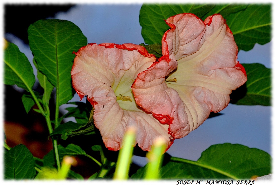 Datura rosa