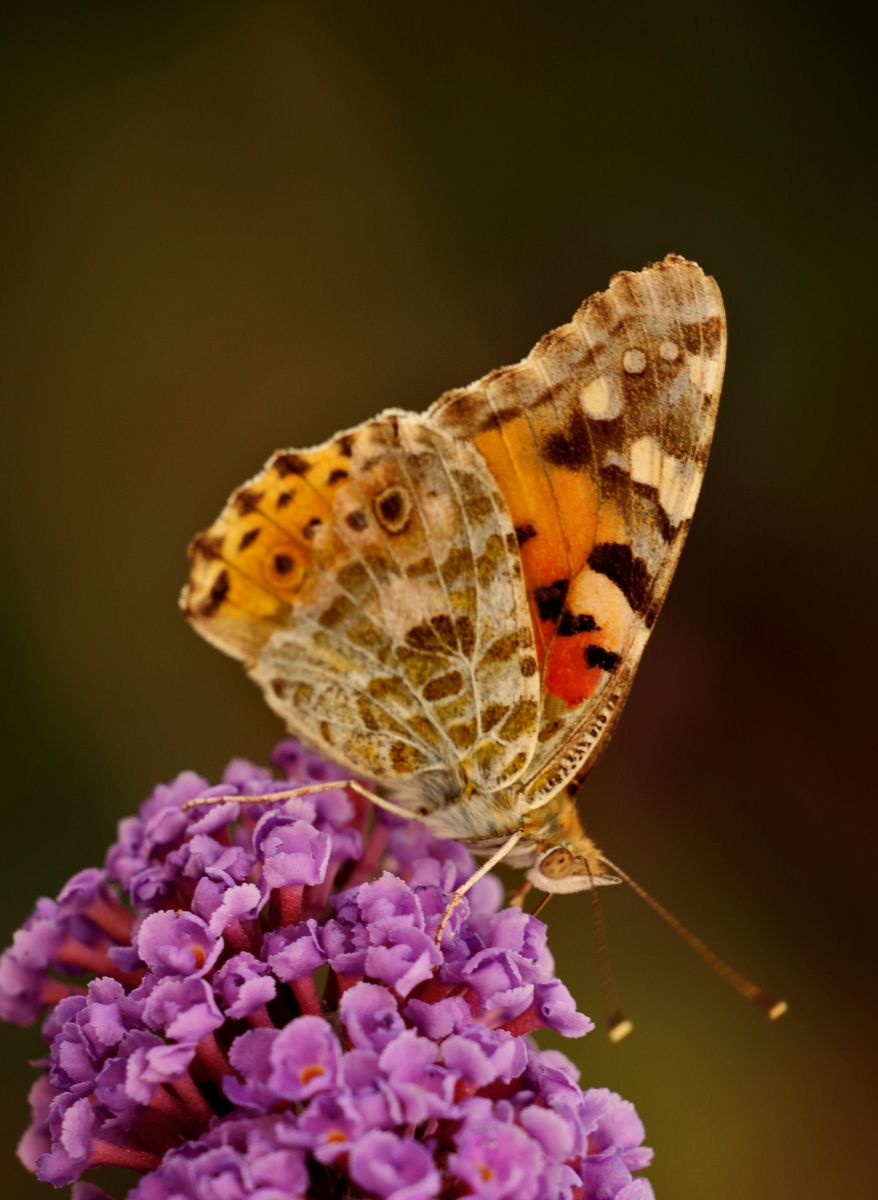 Mariposa desconocida IV