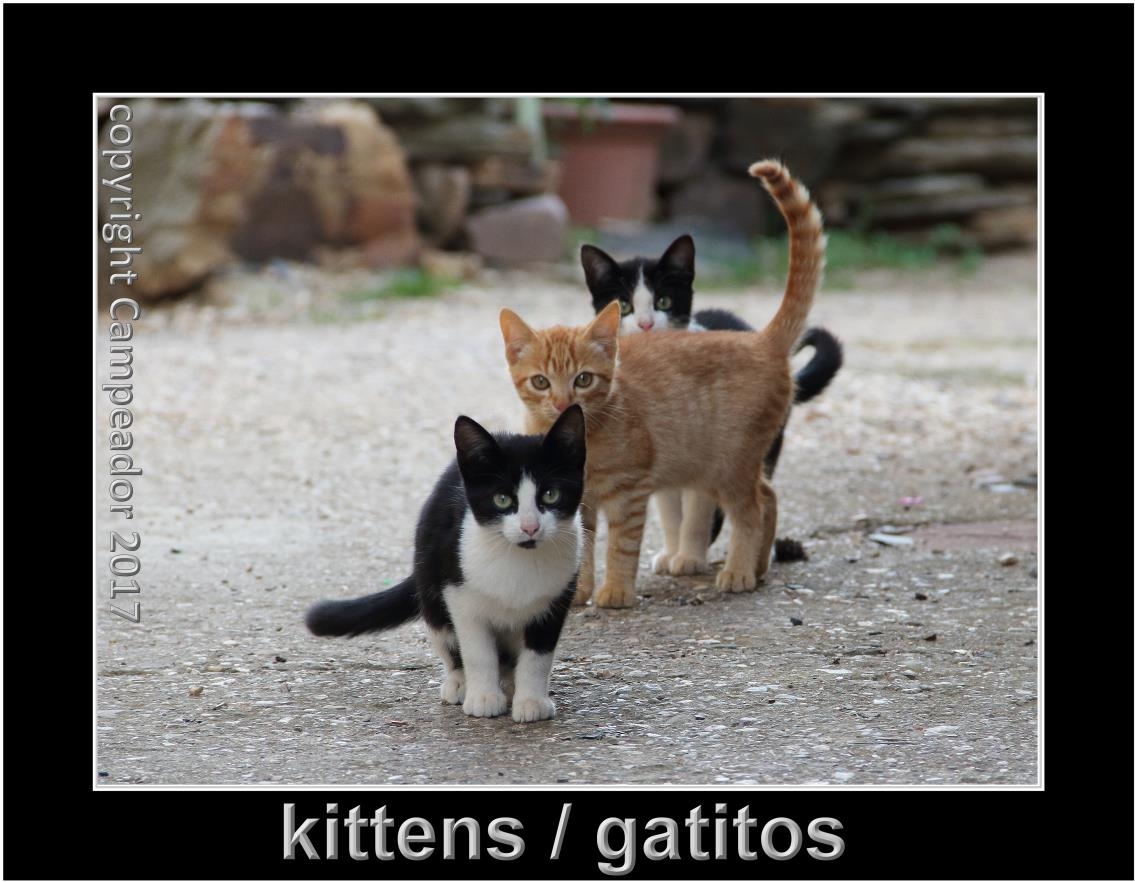 kittens - gatitos.  Photography by Campeador.