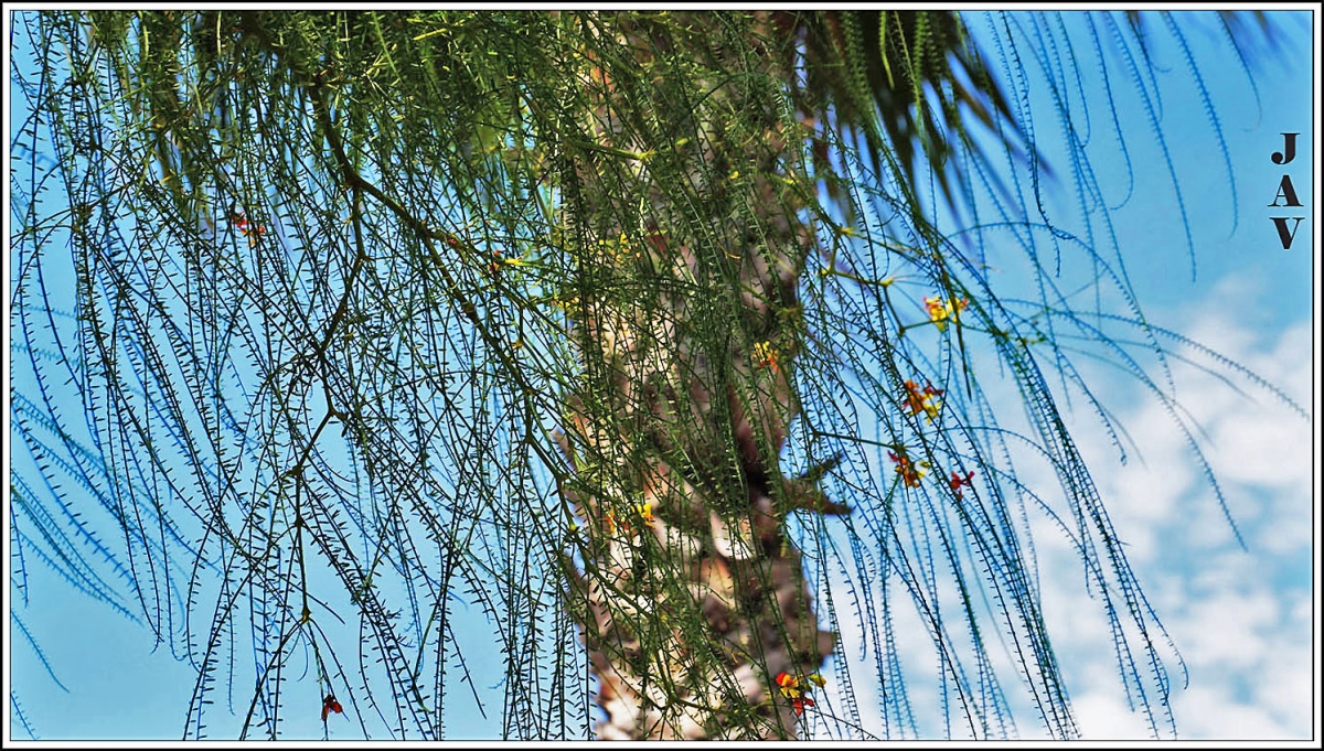 Palmera con ramaje.