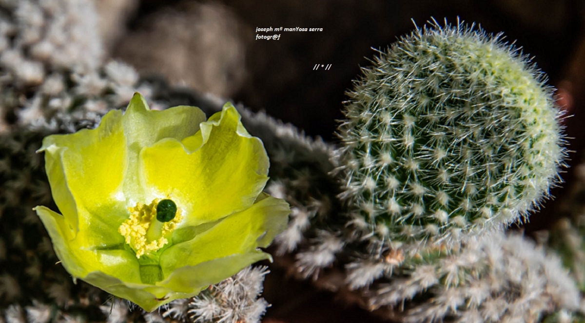 Flor de cactus