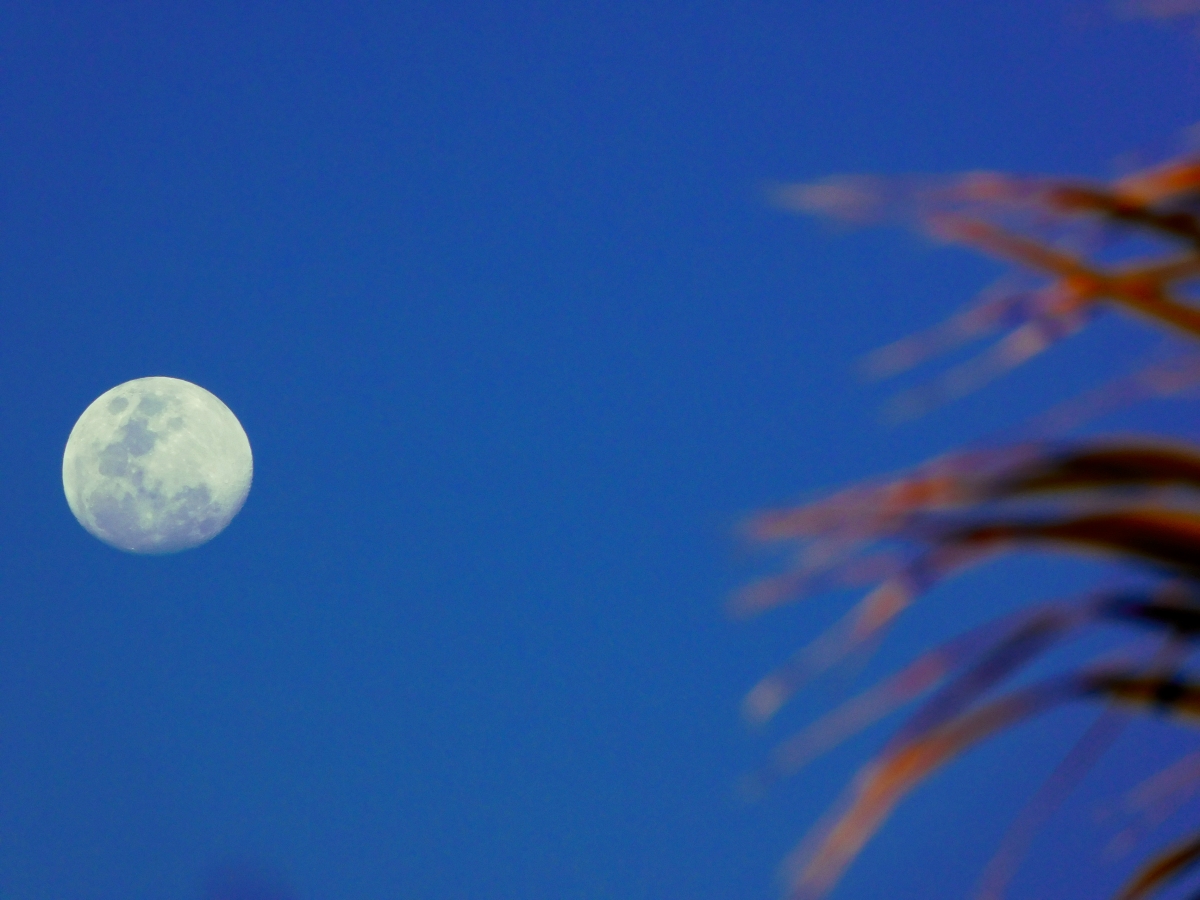 La luna y su coqueteo con la naturaleza