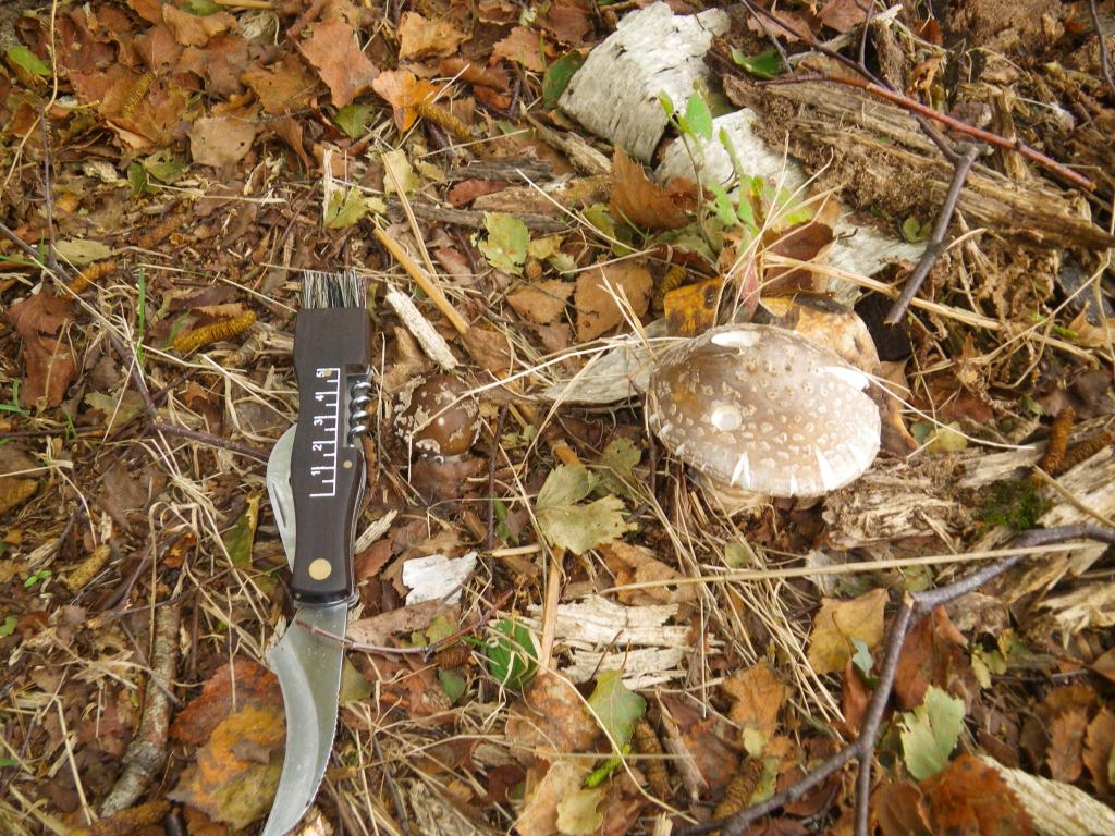 Amanita pantherina