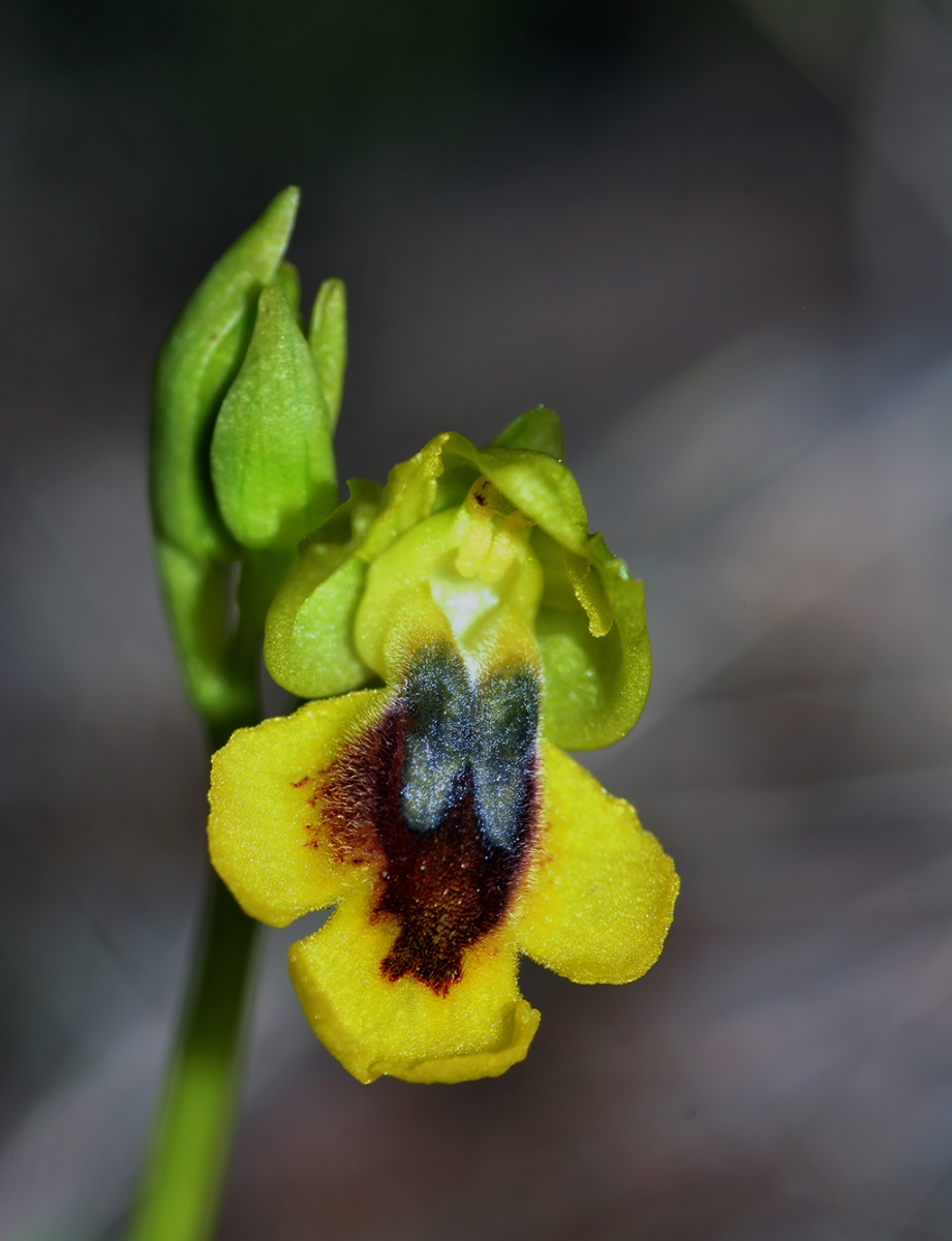 Orquidea silvestre