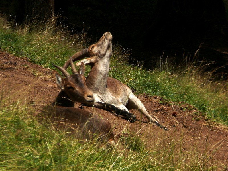 cabras montesas