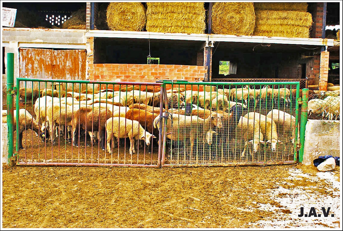 Esperando al pastor.