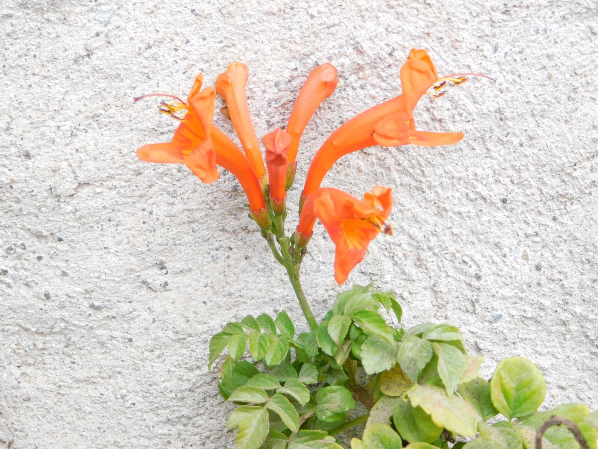 Esta clase de flor no la conoca, por eso la subi para ver si ustedes la conocen y me avisan, gracias