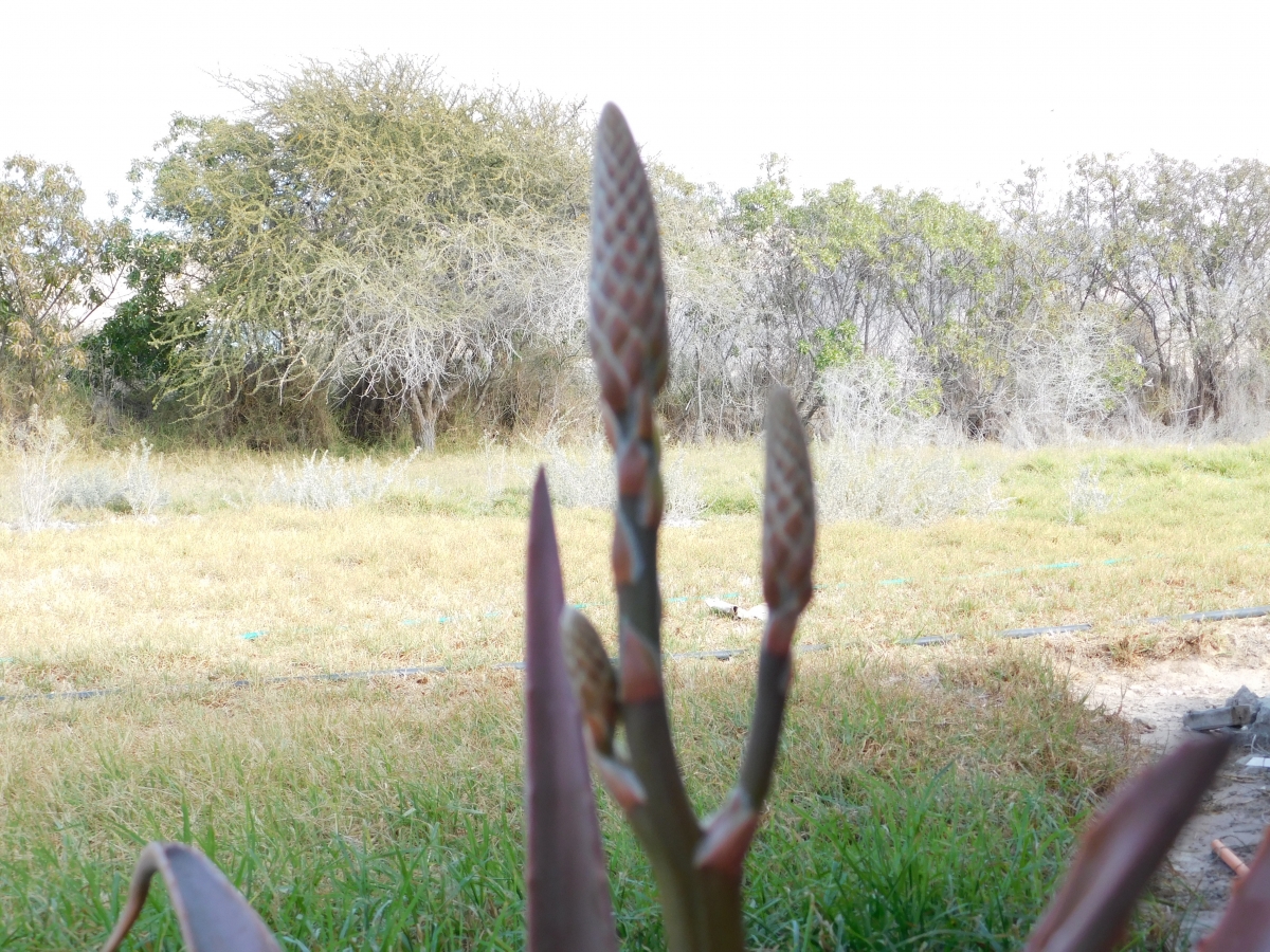 No alcance a conocer la flor del aloe vera, que pena