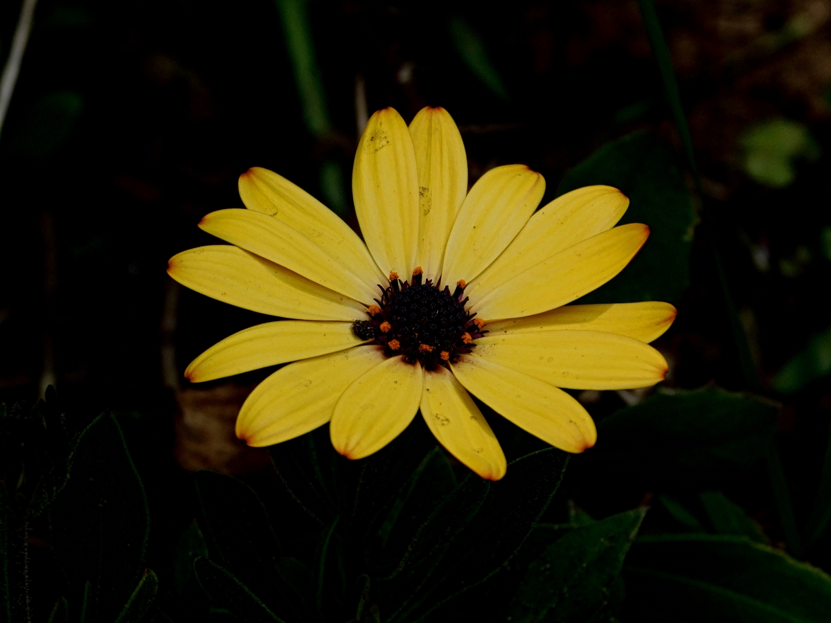 Una flor hermosa para alegrar el da ya que aqu las cosas estn muy difciles para todos