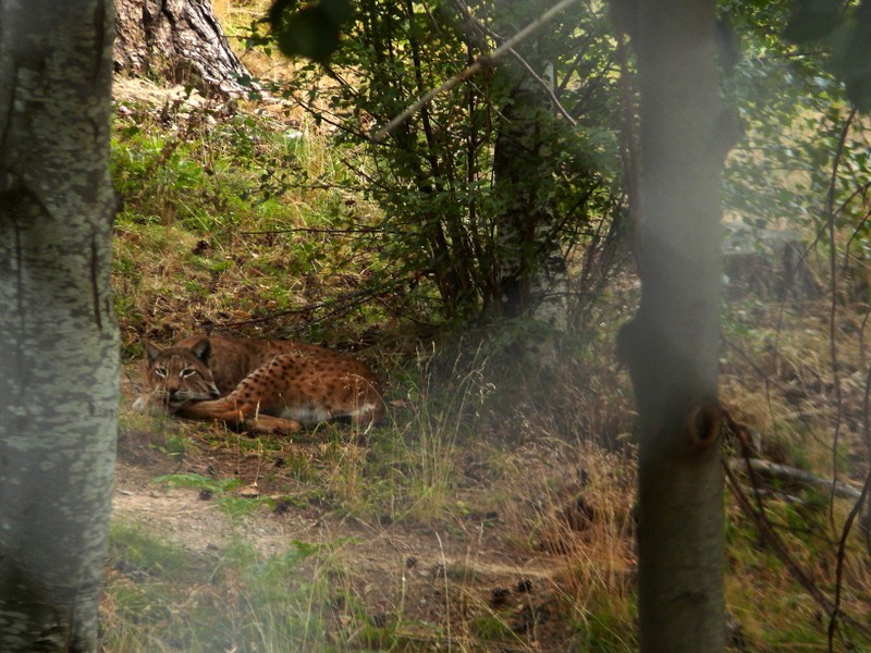 la siesta del lince