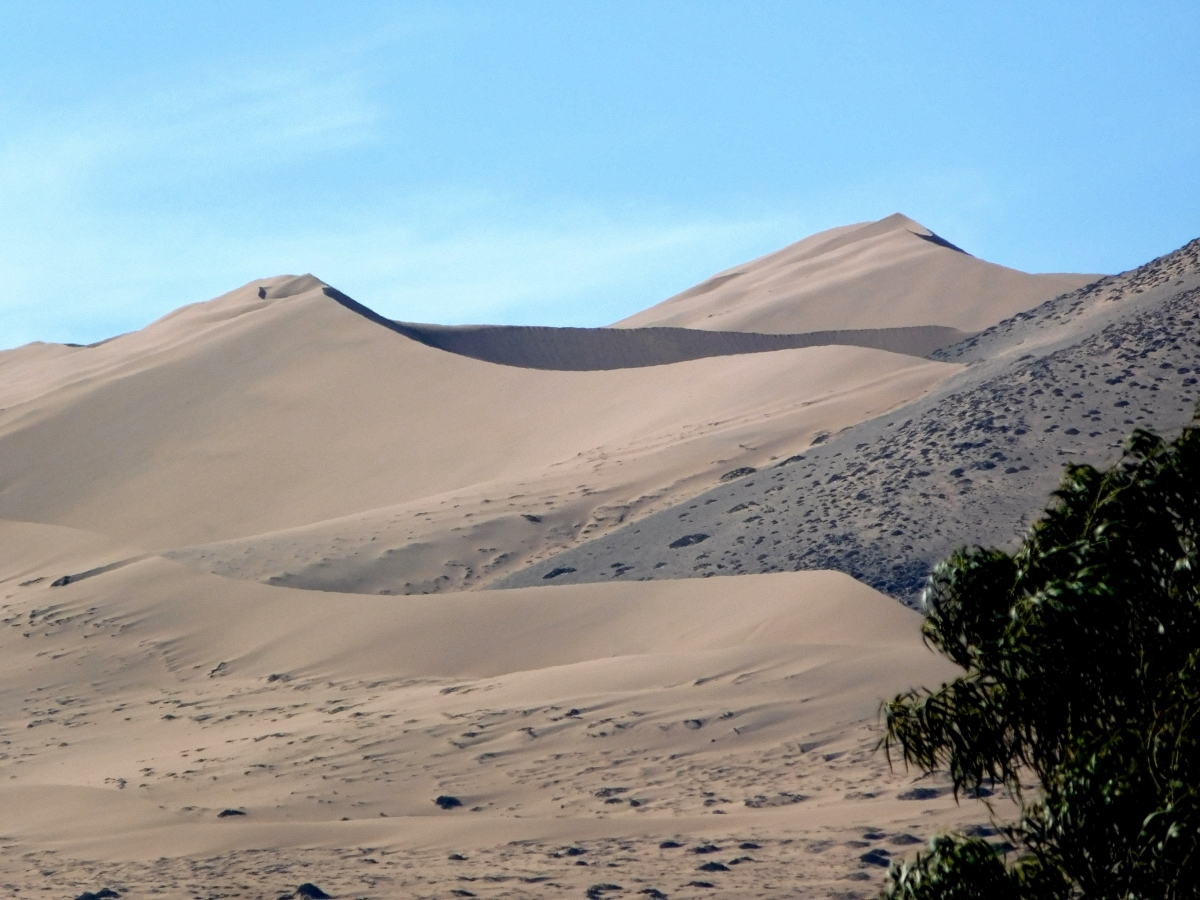 Si no es por el rbol estaramos en el desierto del Sahara jajajjajaj