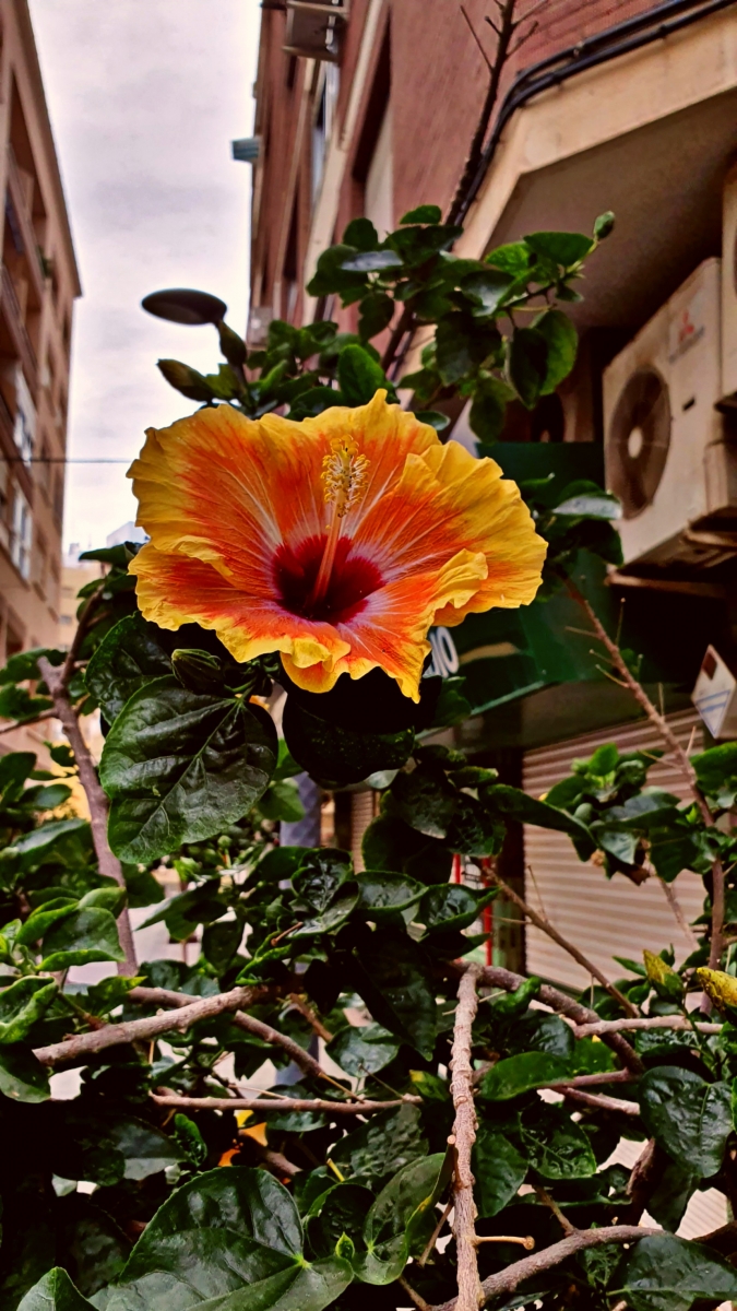 Flor hibiscus