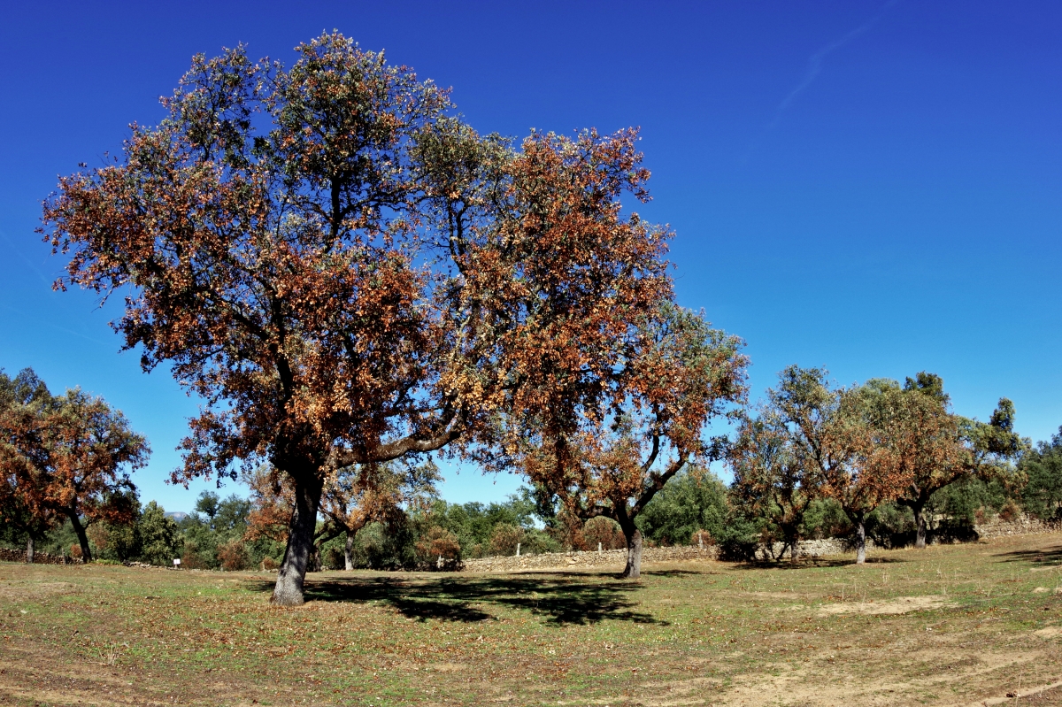 Naturaleza torturada II