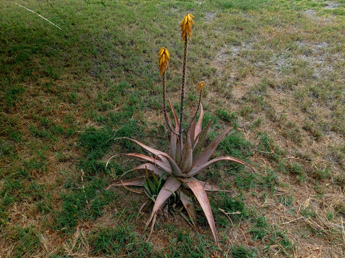 Este cactus es nuevo, despus de 5 aos ya es medicinal (Aloe vera), excelente