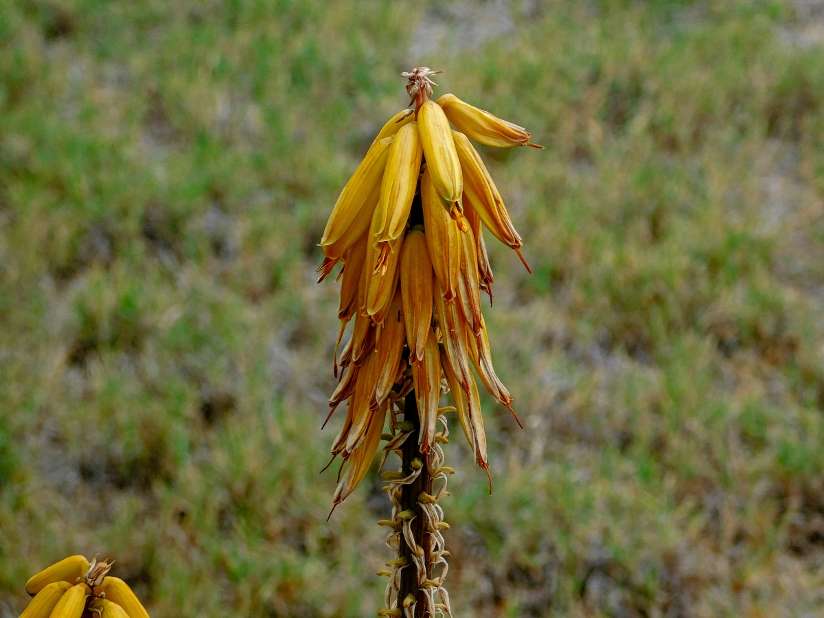 Faltaba el detalle de la flor, pues aqu esta jajajjajja