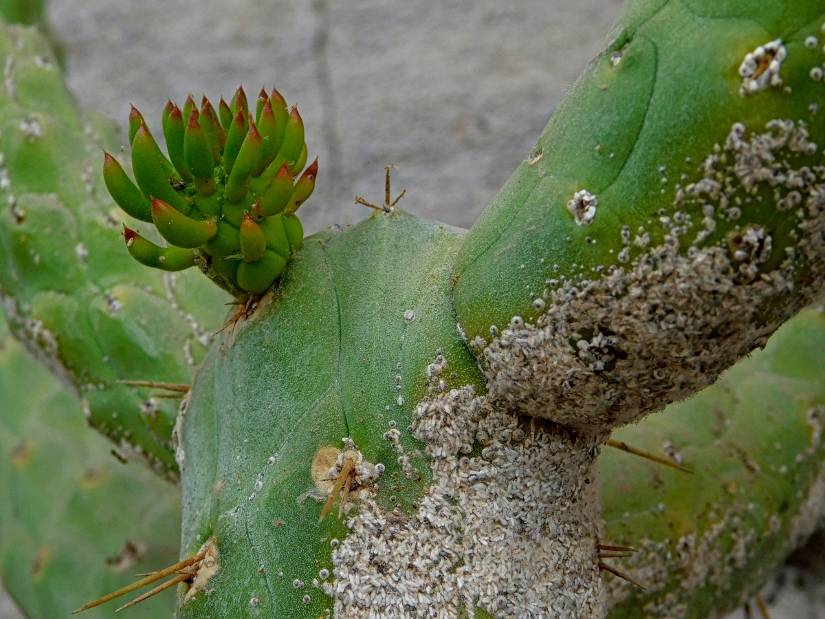 Los cactus hasta con peste salen bien