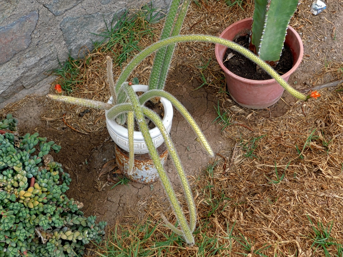 Este cactus esta a dieta, todo lacio y flaco jajjajjajajaj