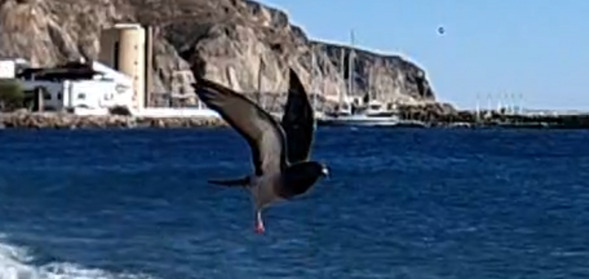 La paloma remonta el vuelo sobre un mar de agua y viento 1