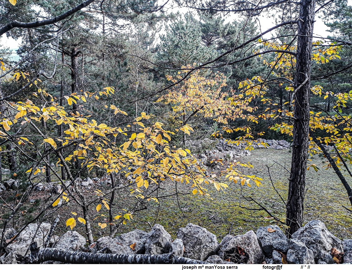 Bosc de bolets