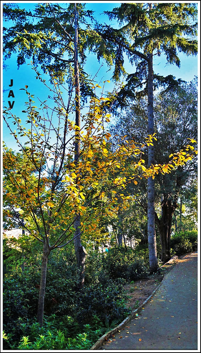 Verde y amarillo.