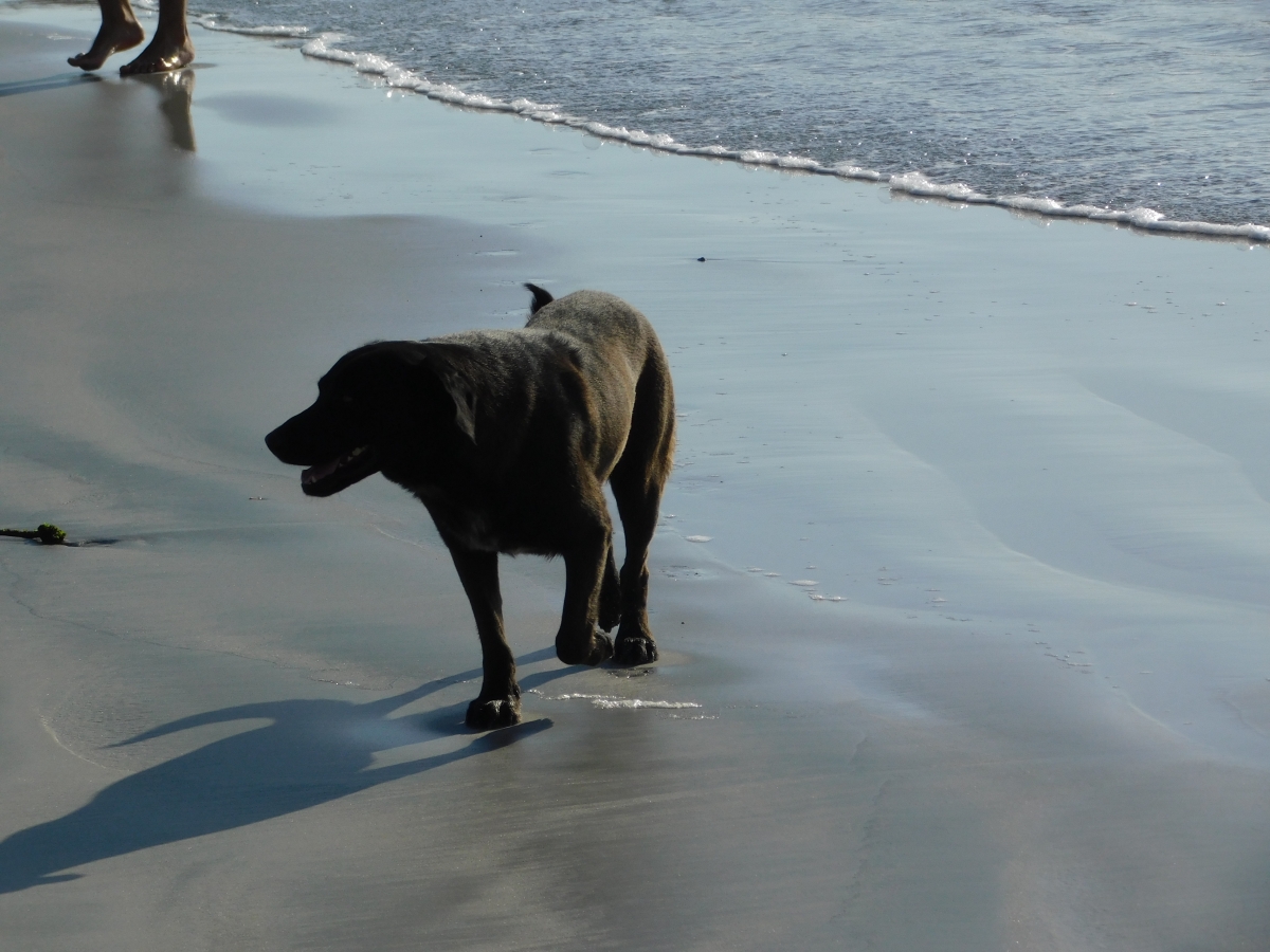 Los perros son los que ms disfrutan de la playa, se mueven libres sin preocuparse de las cosas  ya que no tienen nada que cuidar jajjaja