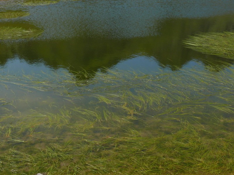 reflejos naturales