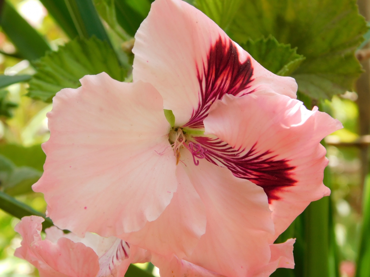 Dios creo as flores con susformas colorrs y olores para que las disfrutaramos