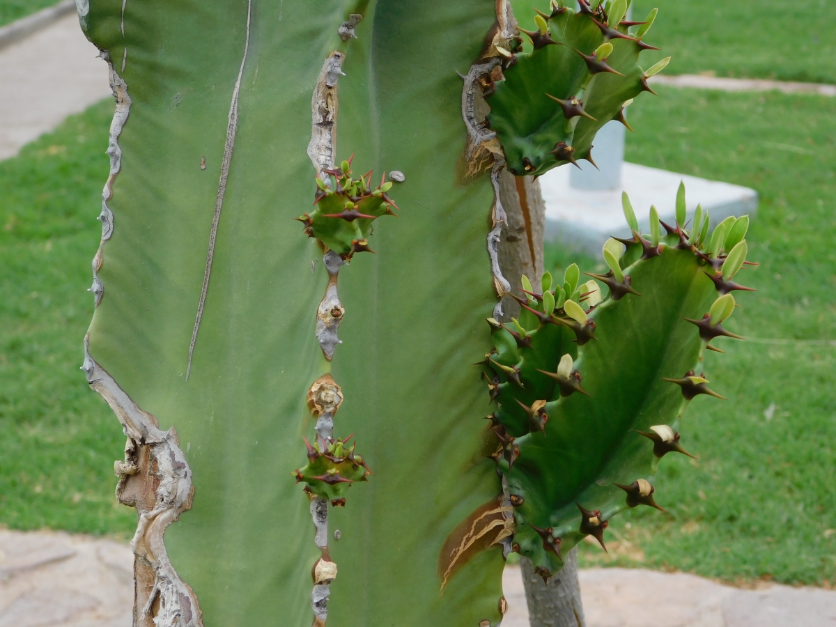 Cactus con sus nuevos hijitos