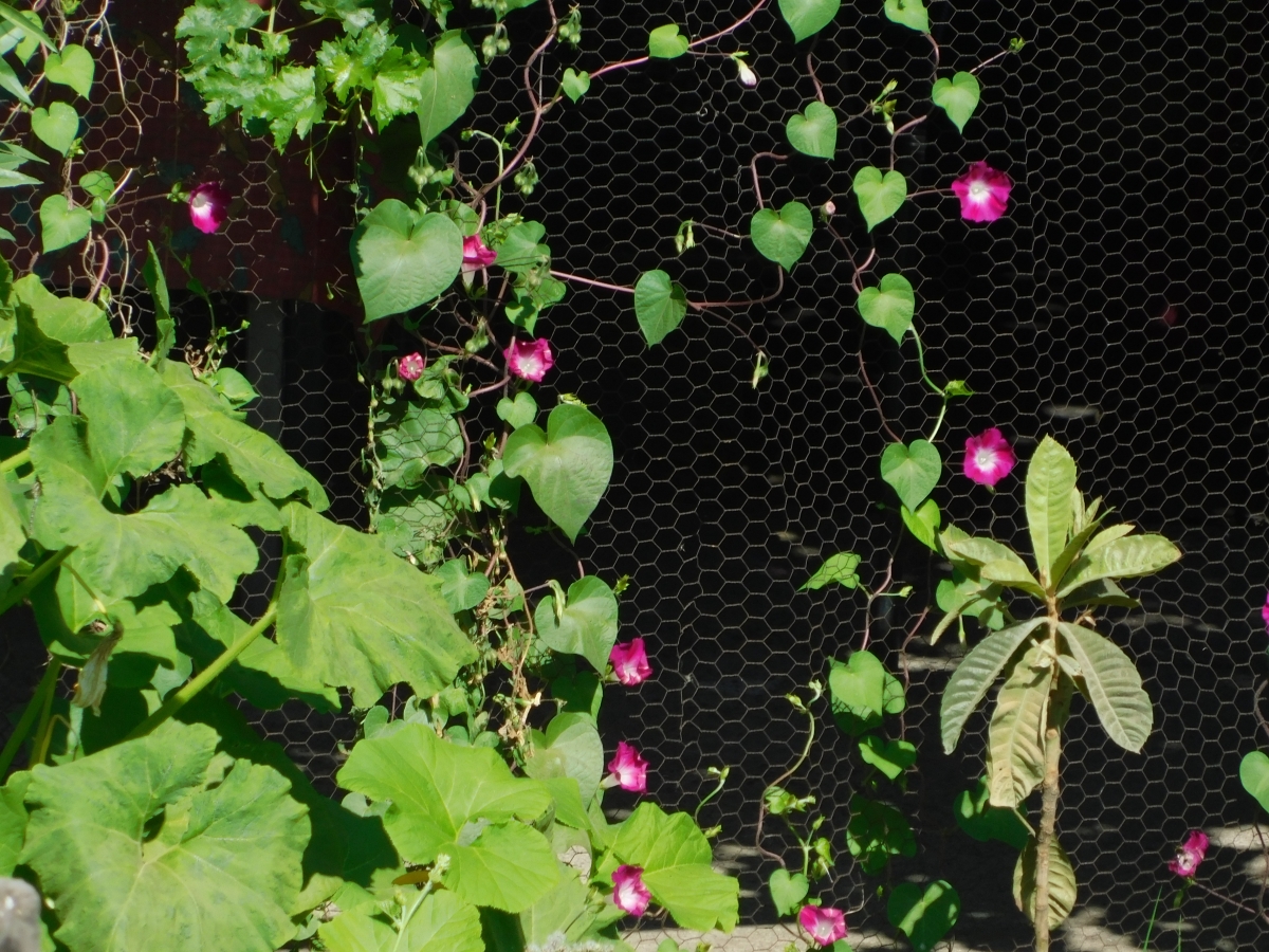 Un jardn en el camino