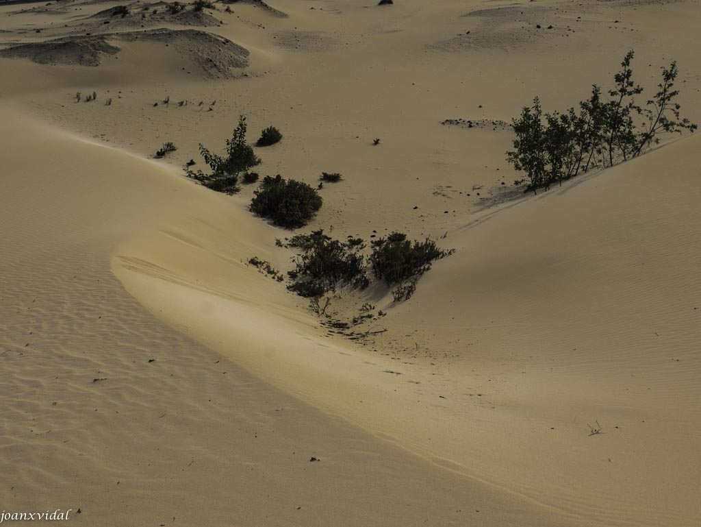 DUNAS DE CORRALEJO