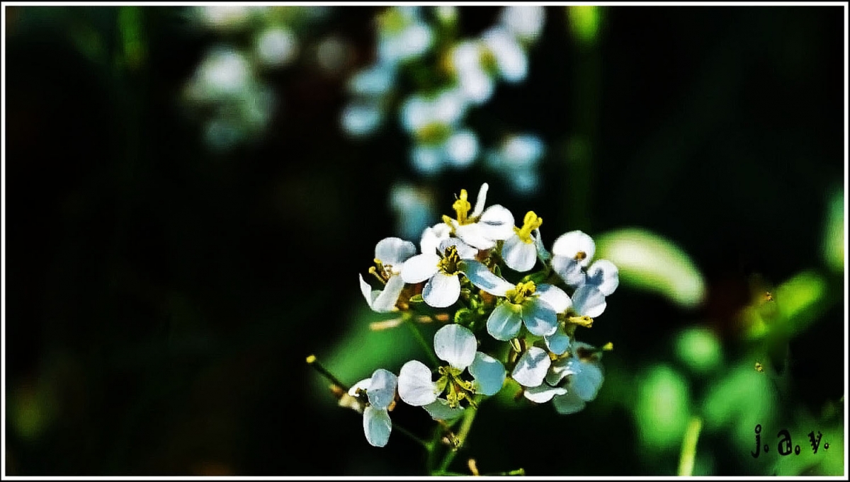 Florecillas.