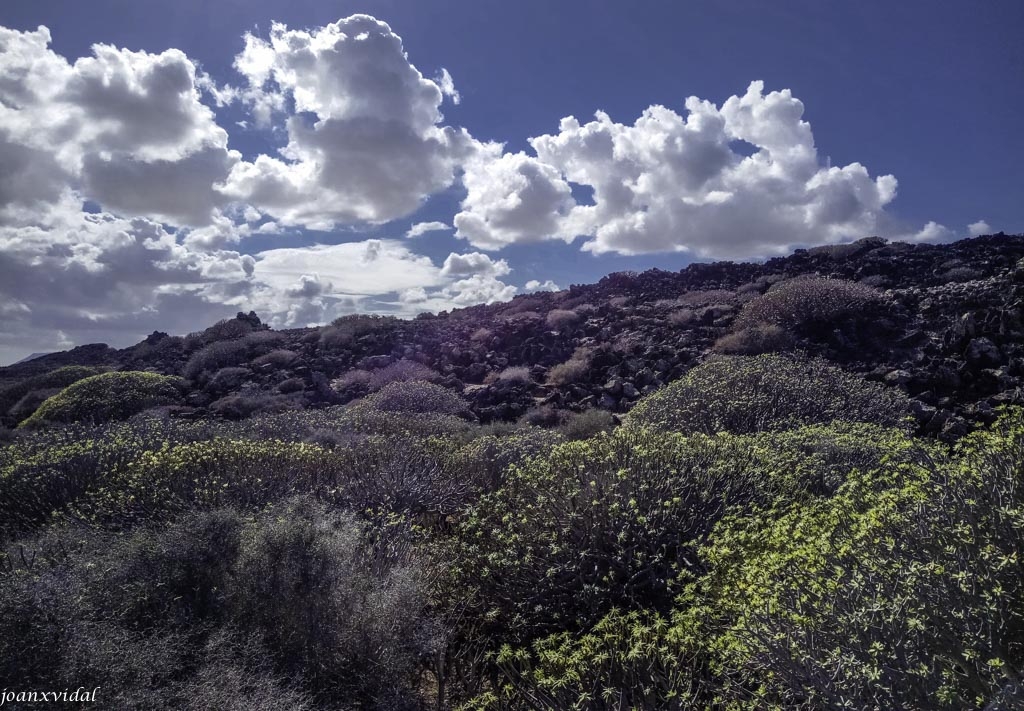 PAISAJE DE TABAIBAS