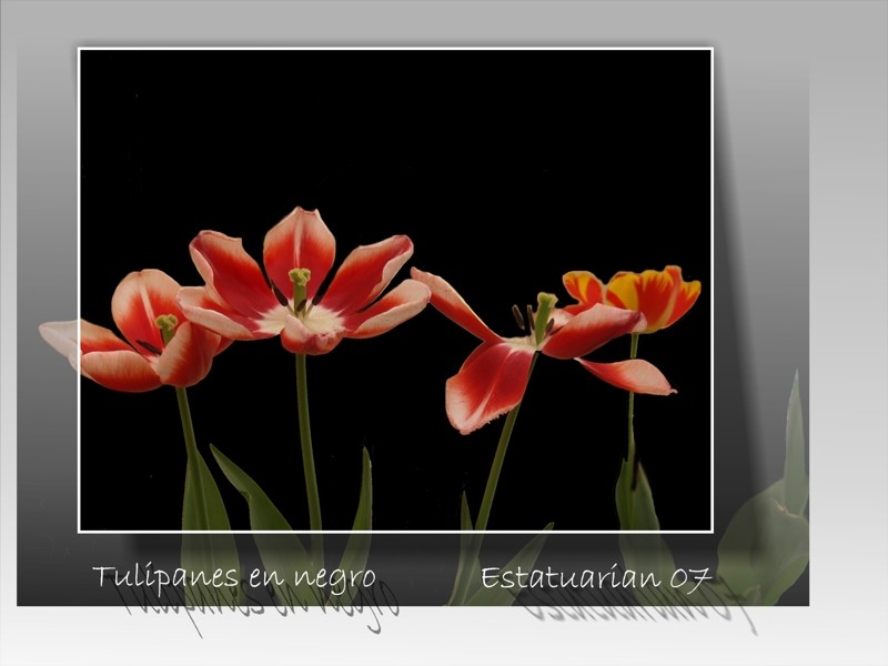 Tulipanes