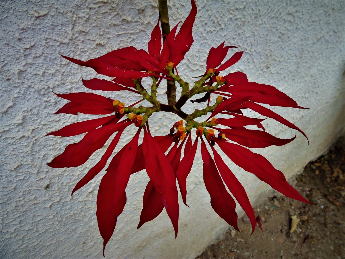 Flor del inca, hermosa no