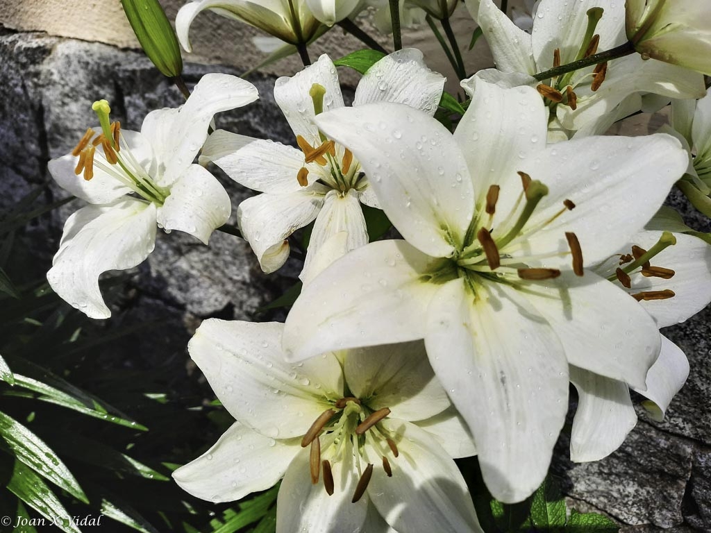 ORQUDIES BLANQUES