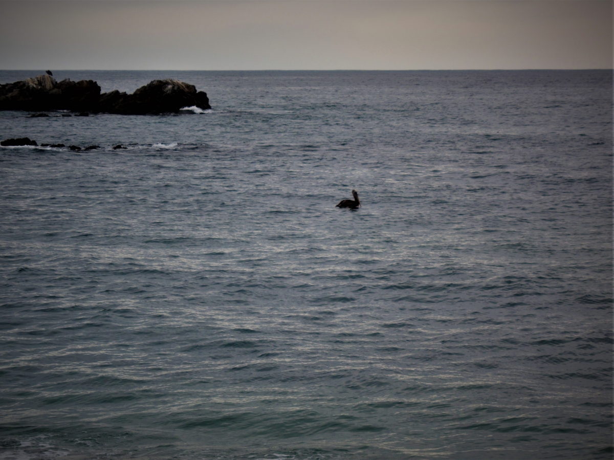 Un solitario pelcano en est inmensidad de mar